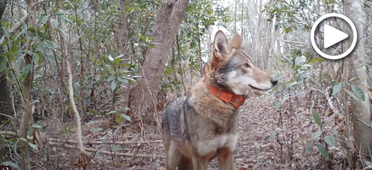 Red wolf screenshot Red wolf screenshot