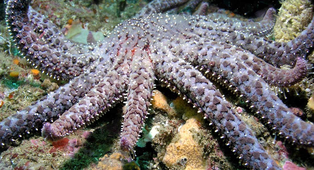 Sunflower sea star Sunflower sea star