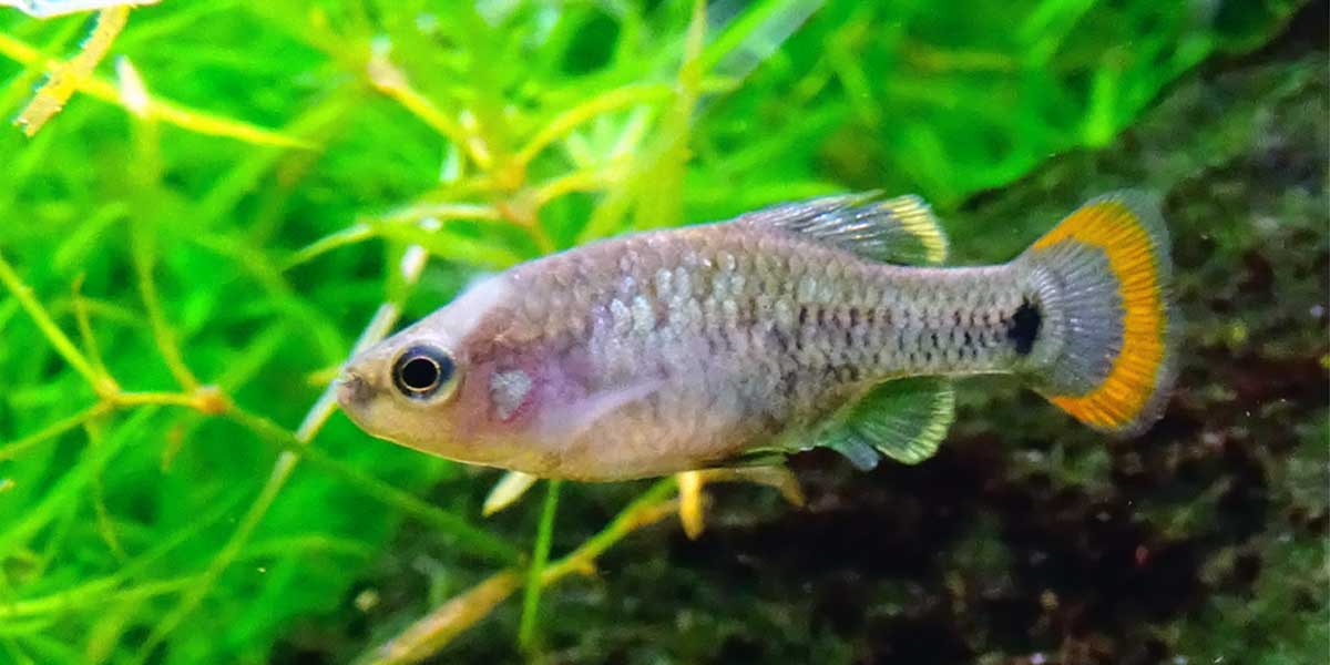 Tequila splitfin Tequila splitfin