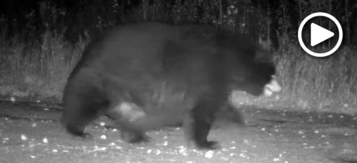 Tubby bear Tubby bear