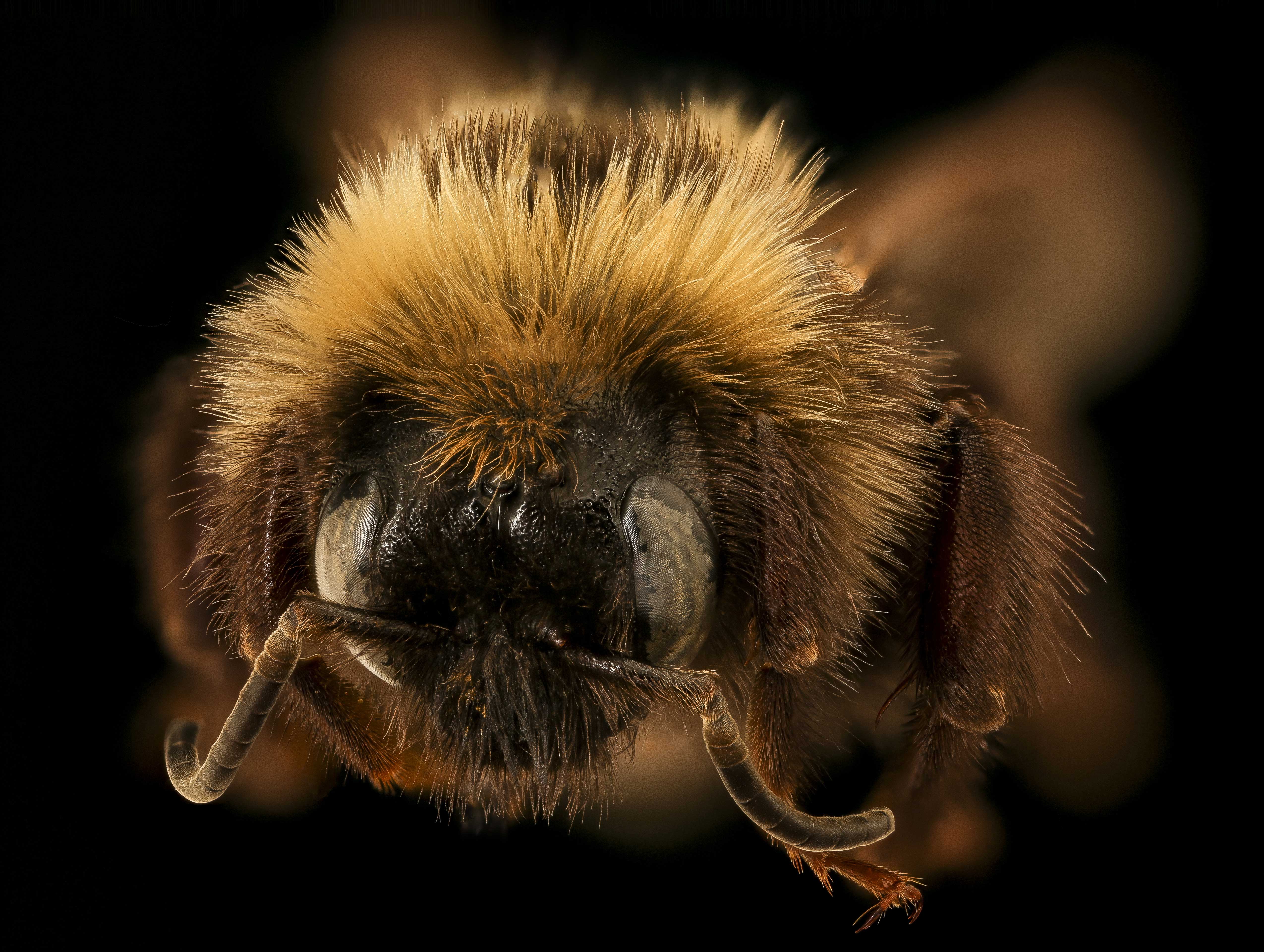 Variable cuckoo bumblebee Variable cuckoo bumblebee