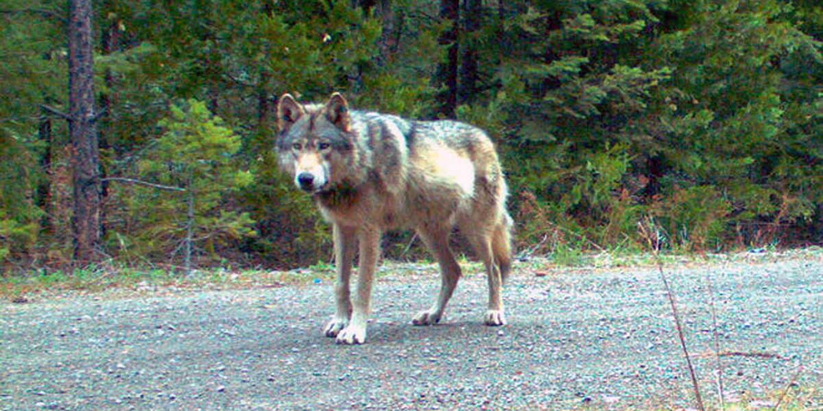 Wolf OR-7 Wolf OR-7