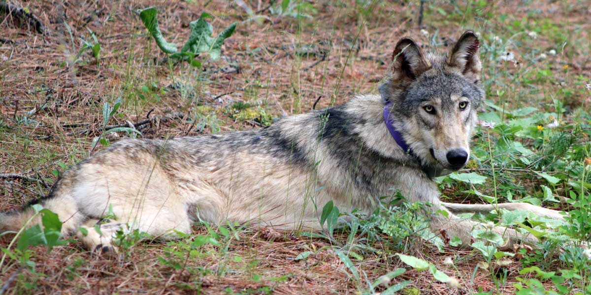 Wolf OR-93 Wolf OR-93