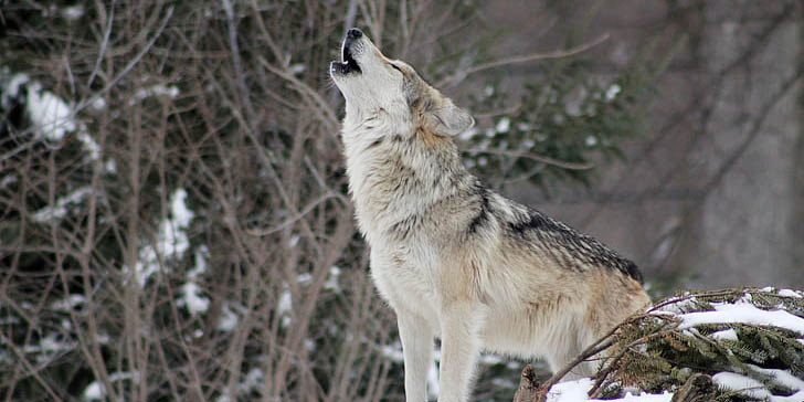 Wolf howling Wolf howling