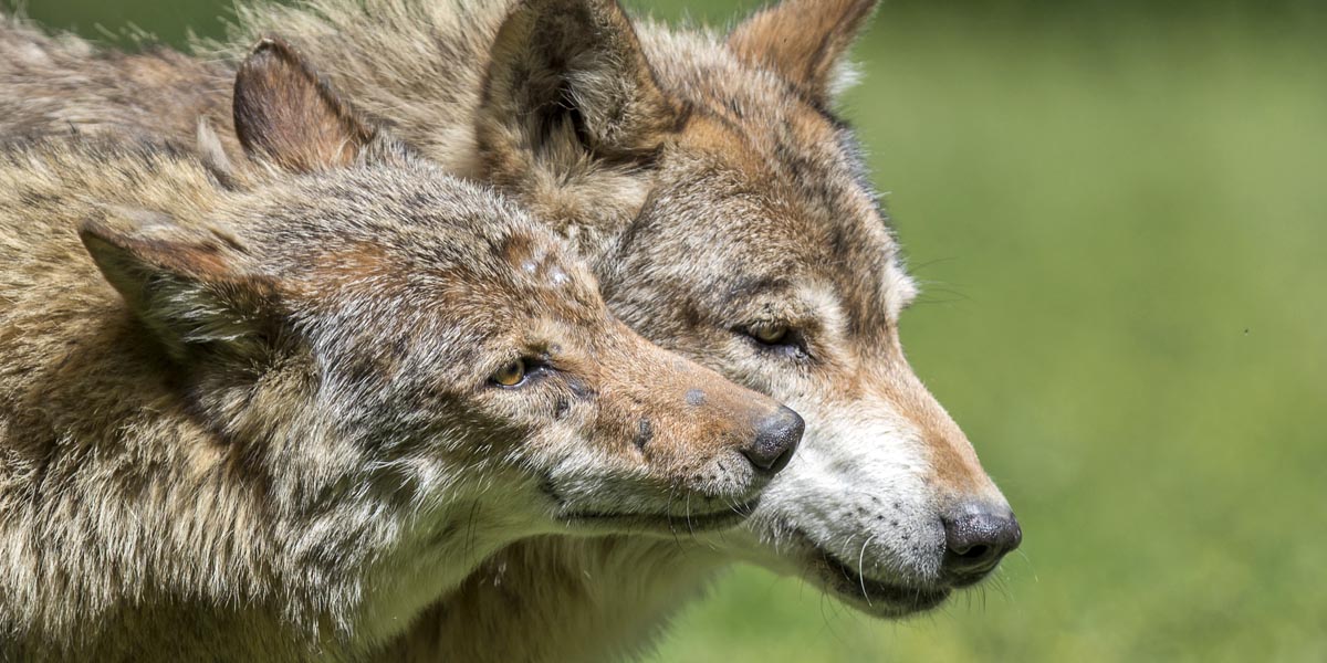 Wolf pair Wolf pair