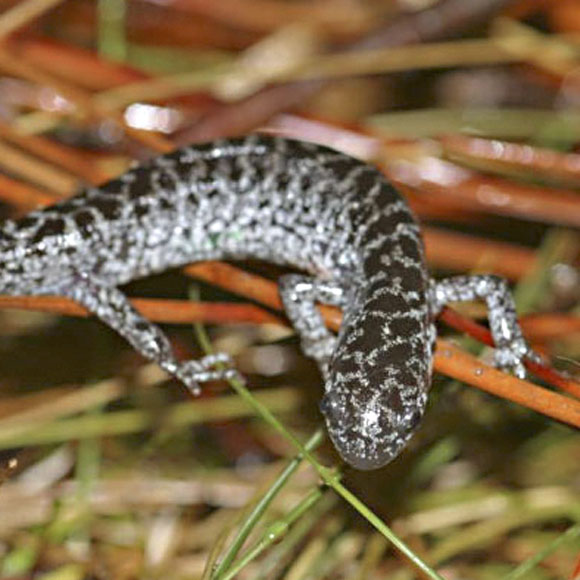Reticulated flatwoods salamander