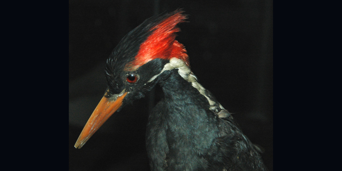 Extinct ivory-billed woodpecker Extinct ivory-billed woodpecker