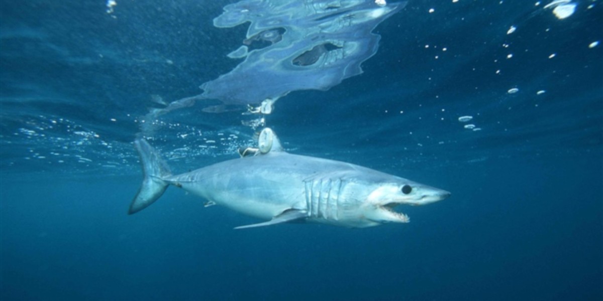 Mako shark Mako shark