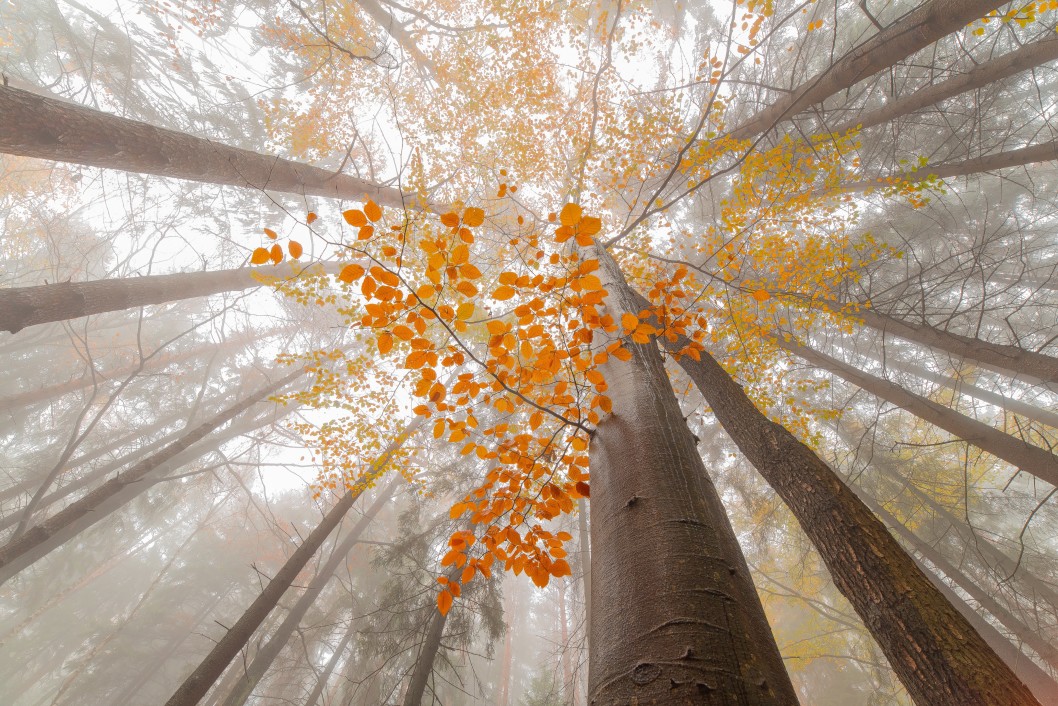 a view of tall autumn trees from below