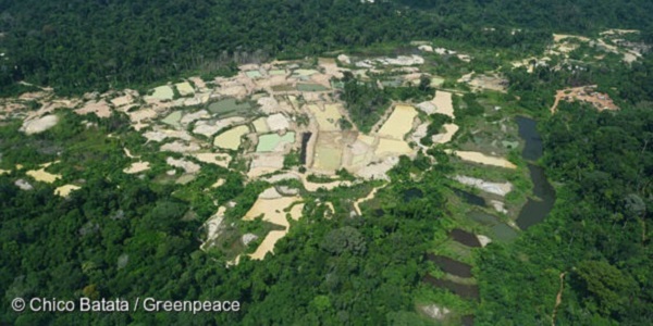 Donate now! Deforestation in Brazil
