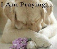 Praying Dog.jpg