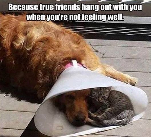true friends.jpg