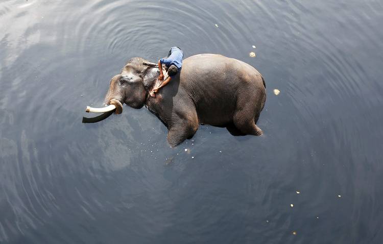 A man bathes his elephant in New Delhi. (Adnan Abidi/Reuters)