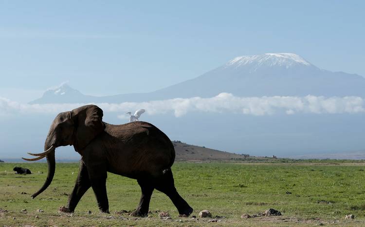 A Kenyan elephant walks in Amboseli National Park in front of Mount Kilimanjaro. (Goran Tomasevic/Reuters)
