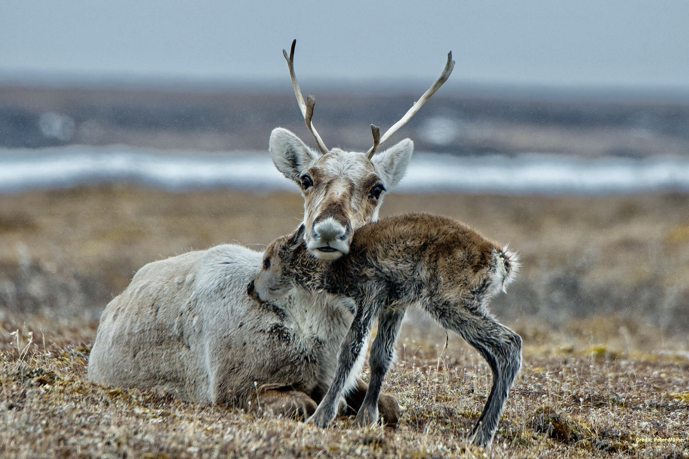 caribou