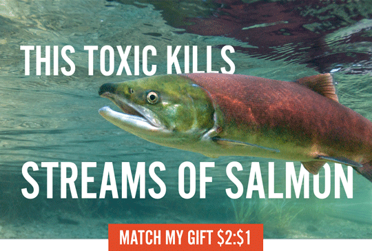 This toxic kills streams of salmon