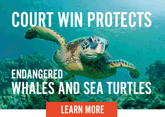 VICTORY: Good news for imperiled wildlife in the Gulf! VICTORY: Good news for imperiled wildlife in the Gulf!