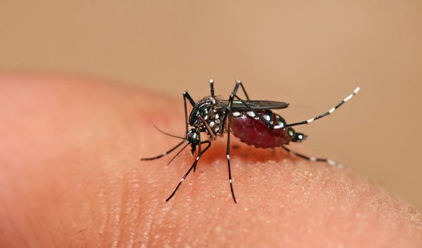 Em quatro meses, Brasil chega ao mesmo patamar de casos de dengue do ano passado
