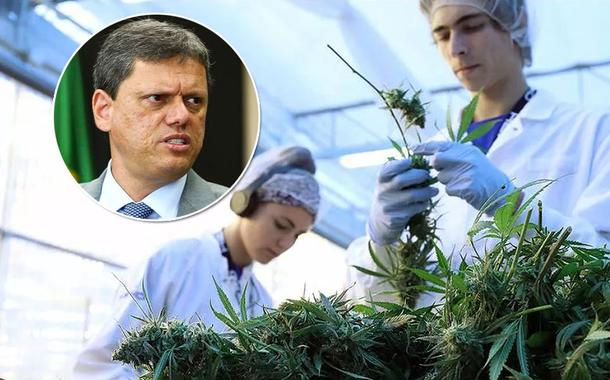 Tarcísio sanciona lei que garante o fornecimento gratuito de remédios à base da cannabis em SP