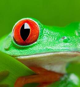 Red eye on a green frog