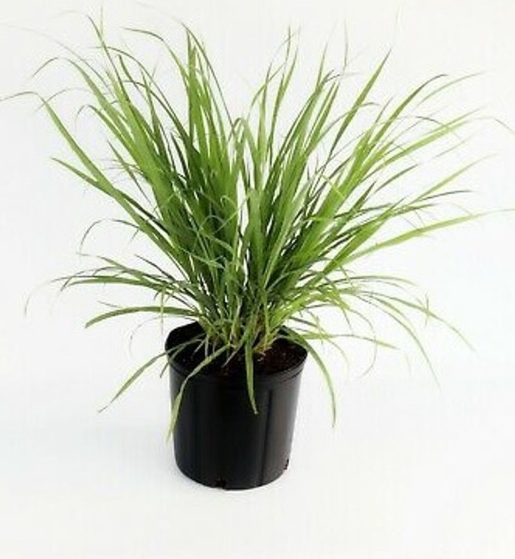 THE GREEN HOUSE LEMONGRASS PLANT Plant(Hybrid, Pack of 1, Herb)- Buy Online  in Kuwait at desertcart.com.kw. ProductId : 148372428.