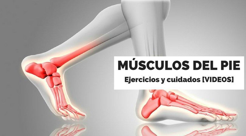 músculos del pie