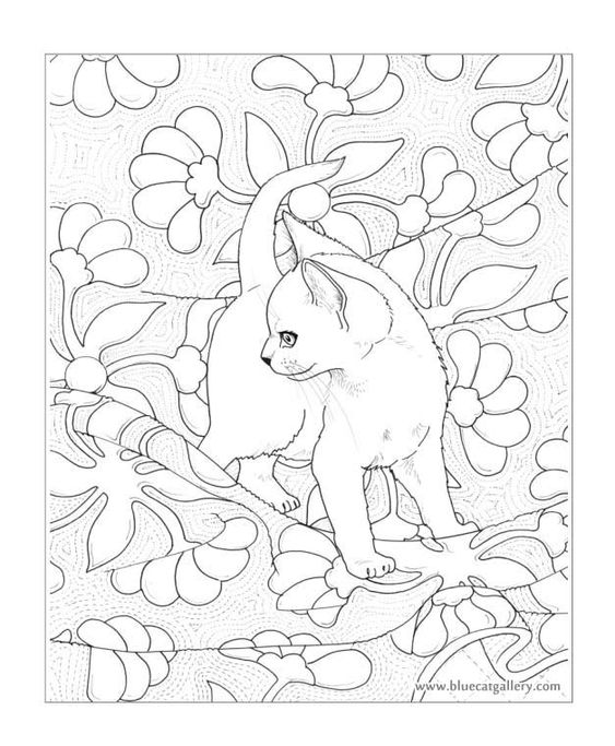 Bluecat Gallery - Adult coloring books by Jason Hamilton: 