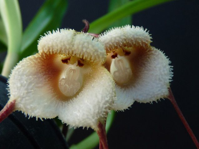 Kết quả hình ảnh cho the most                                      amazing Monkey orchids