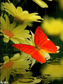 Download Animated 240x320 «Цветы, дождь,бабочка» Cell Phone Wallpaper. Category: Flowers