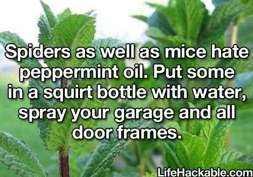 Image result for spiders as well as mice hate peppermint oil