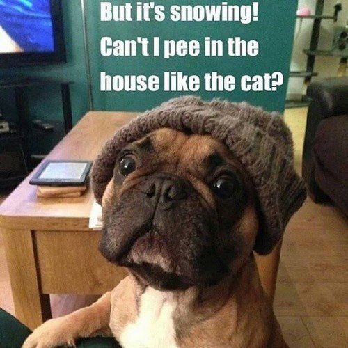 Image result for funny animals who are cold