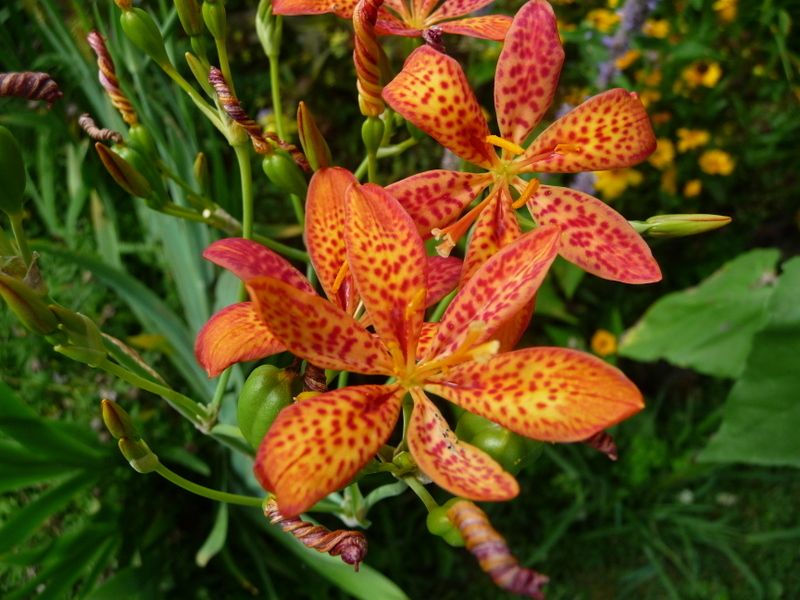 Image result for blackberry lily
