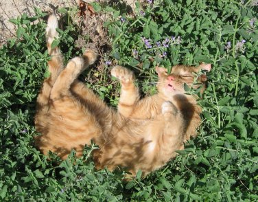 Image result for cats in the garden