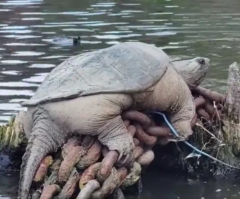A massive snapping turtle dubbed &quot;Chonkasaurus&quot; spotted by passerbys sunbathing on rocks in the Chicago River is gaining internet popularity.