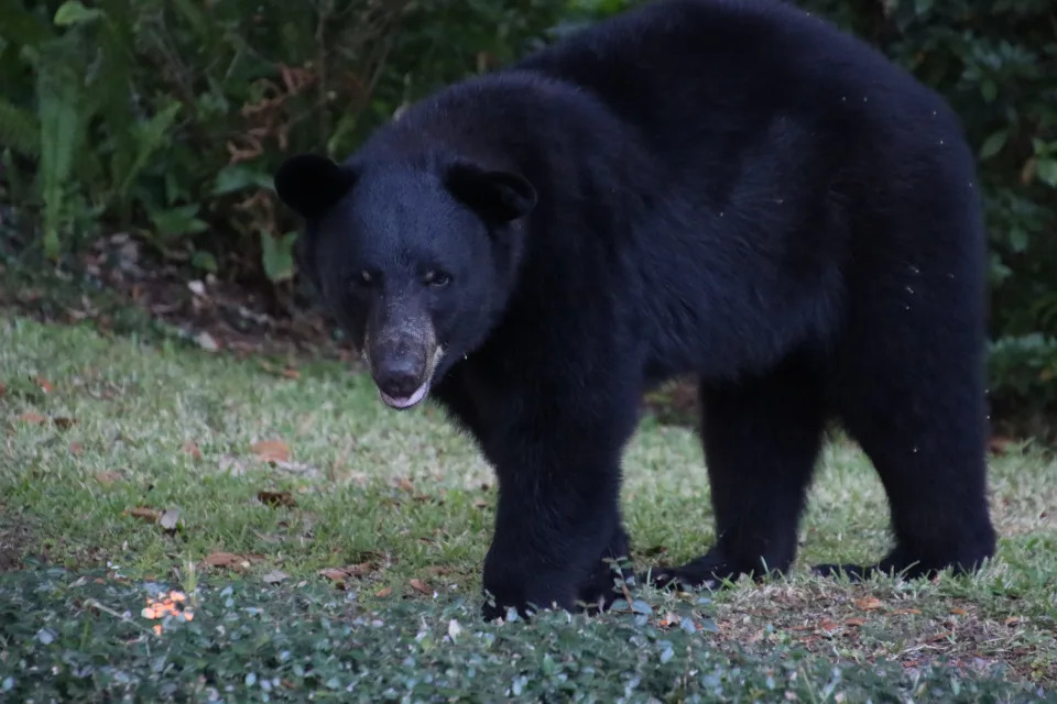 Florida Black Bear in suburban neighborhood.
