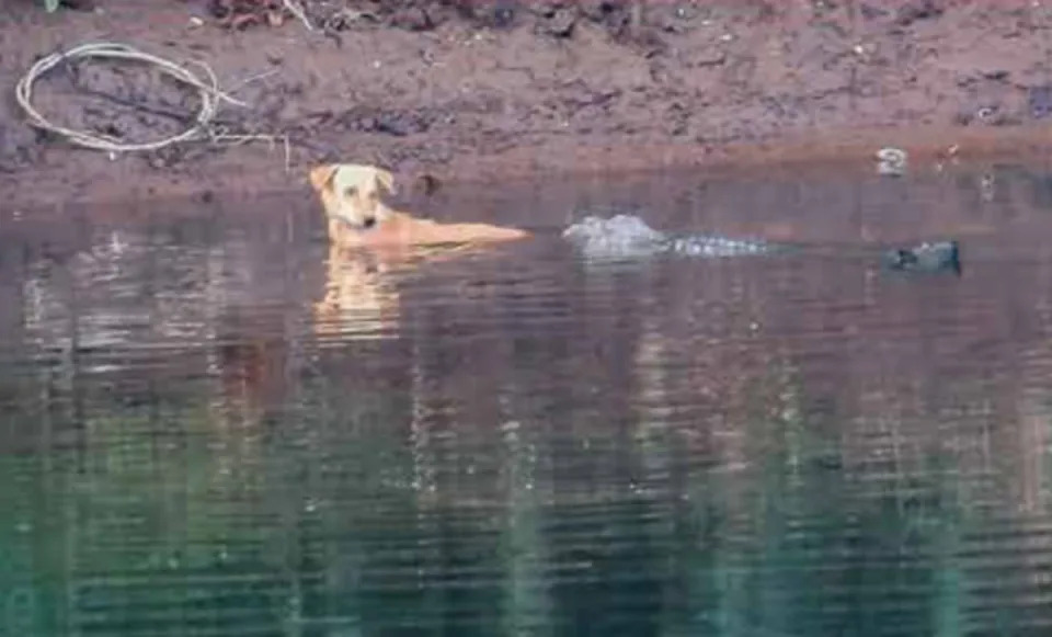A crocodile nudges the stray dog back to safety (Utkarsha Chavan/CBS)