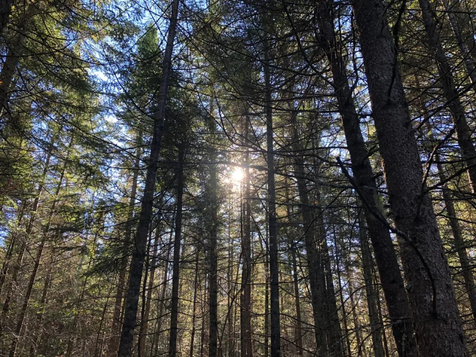 The sun shines through a stand of spruce and fir trees in the Acadia Research Forest. (Jennifer Sweet/CBC - image credit)
