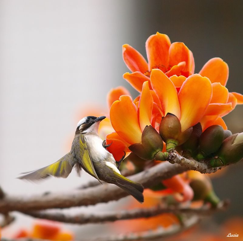 beautiful-birds-and-flowers21.jpg
