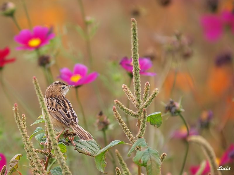 beautiful-birds-and-flowers24.jpg