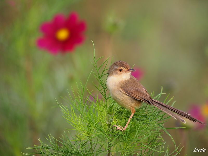 beautiful-birds-and-flowers3.jpg