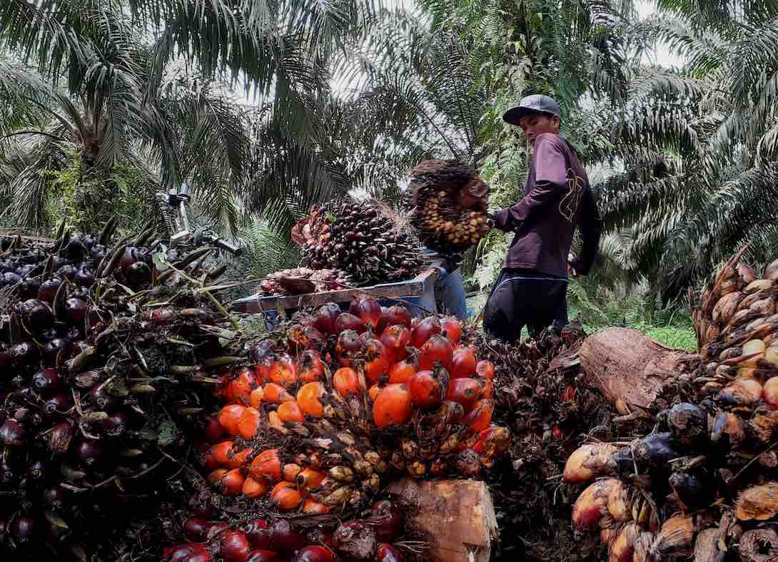 Travailleurs en Indonésie qui chargent leur récolte de fruit de palmier à huile.