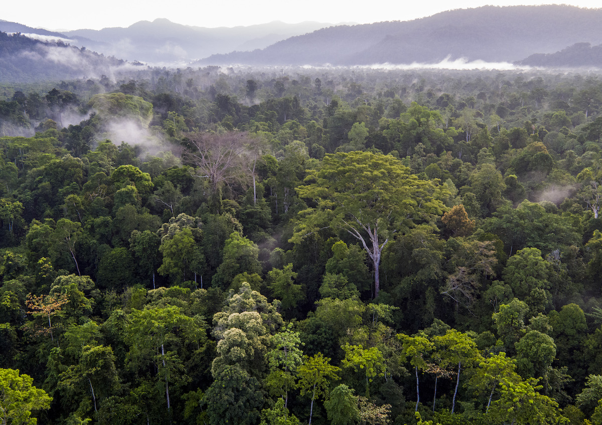 Panorama de l'écosystème de Leuser dans le nord de Sumatra, Indonesie