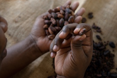 Mains d'un enfant tenant des fèves de cacao