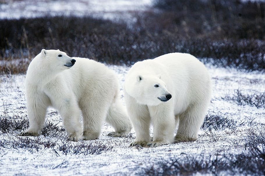 Deux ours blancs regardant derrière eux