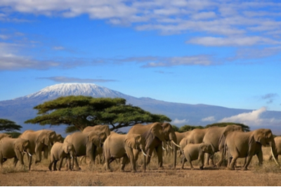 Troupeau d'éléphant se déplaçant dans la savane devant le mont Kilimanjaro