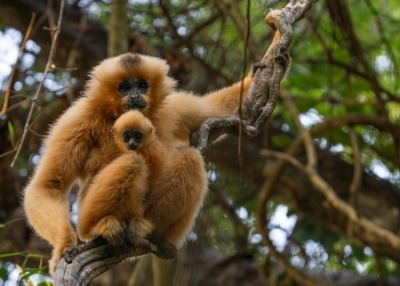 Jeune gibbon se reposant avec sa mère sur une branche d'arbre