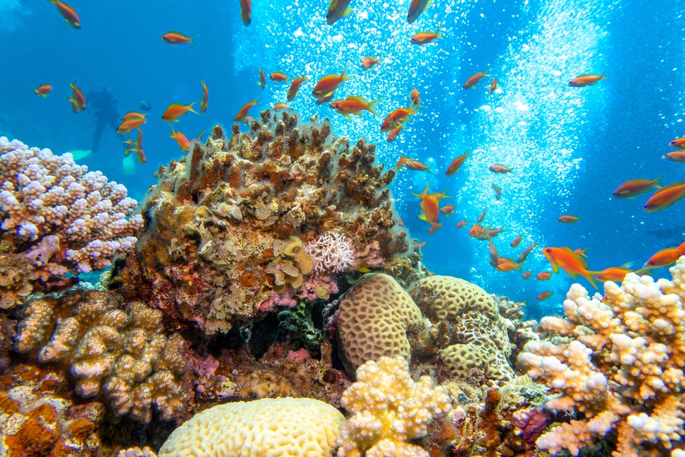 A colourful underwater world with coral and fish