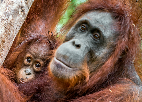 baby orangutan and its mum