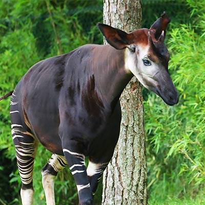 Okapi - ZooParc de Beauval