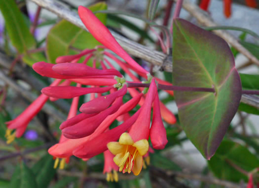coral%20honeysuckle%20JK%20Marlow.jpg